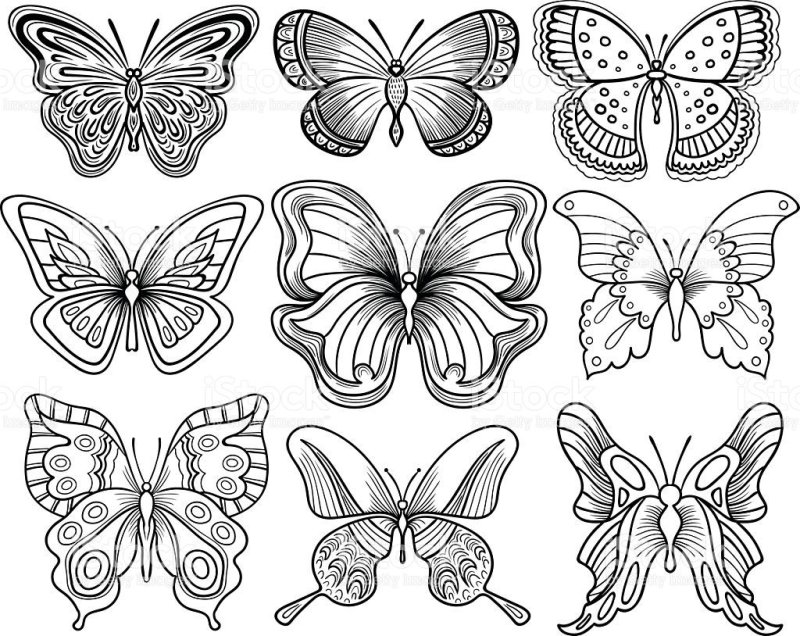 Раскраска "бабочки"