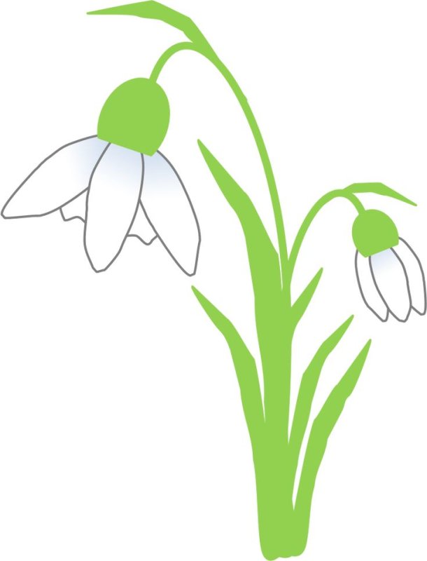 Подснежник рисунок