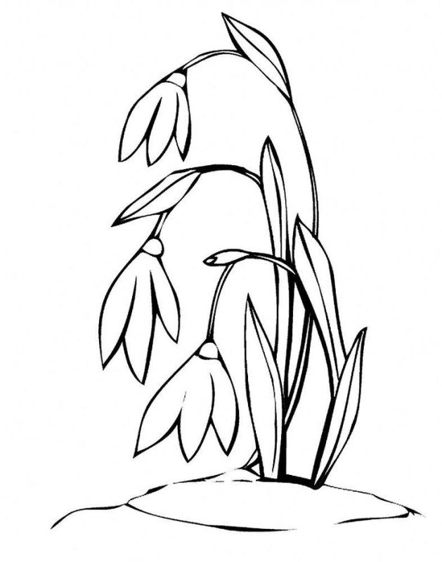 Раскраска цветок Подснежник