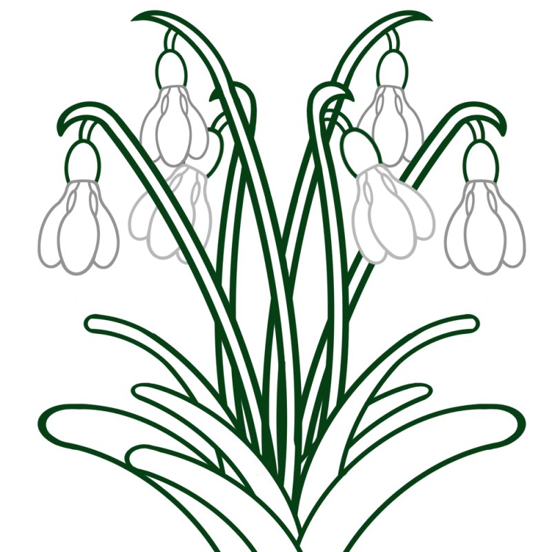 Подснежник рисунок