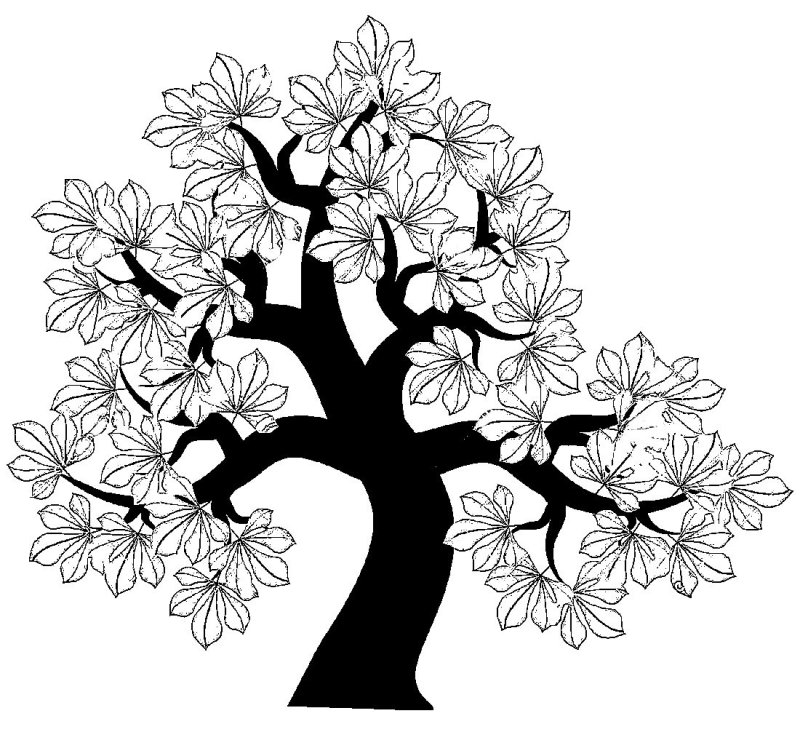 Контур дерева каштана