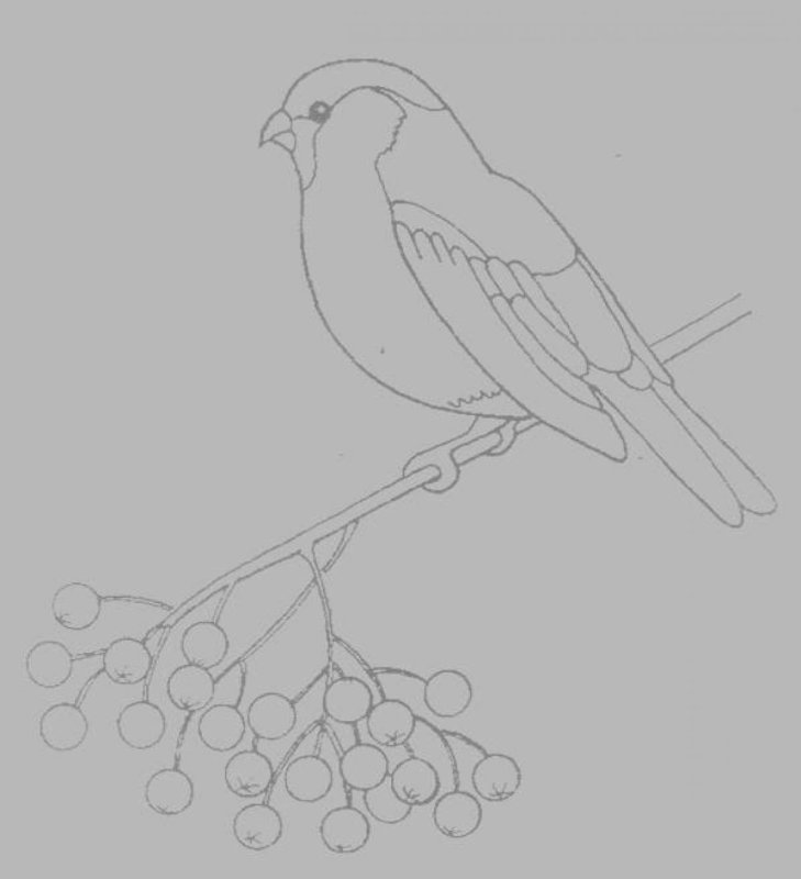 Снегирь рисунок карандашом