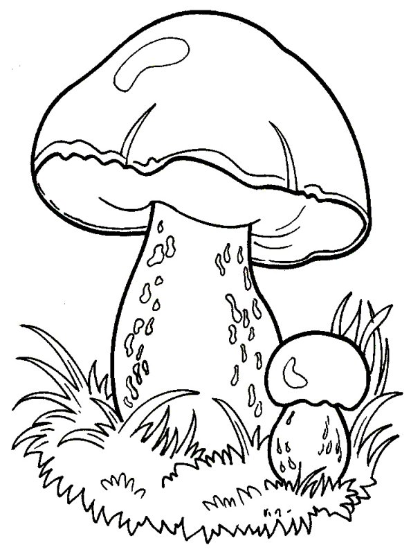 Гриб Боровик раскраска для детей