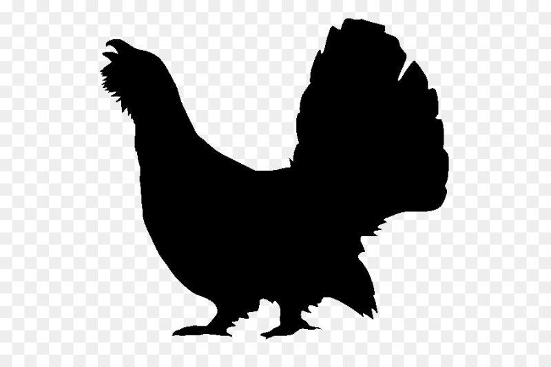 Глухарь вектор