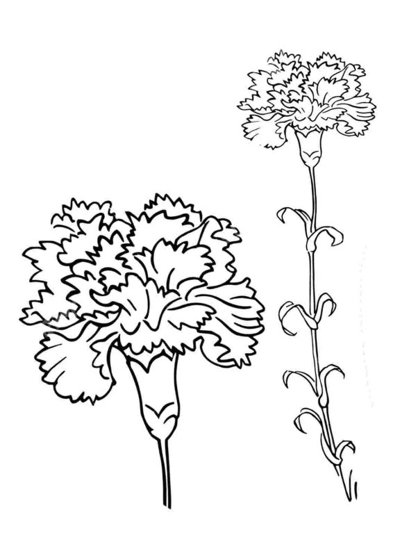 Гвоздики контур