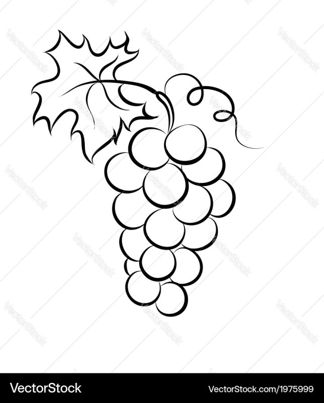 Раскраска гроздь винограда для детей