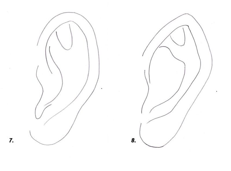 Наброски ушей