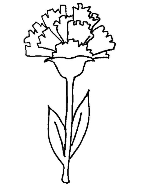 Гвоздика рисунок