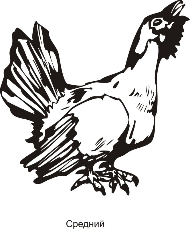 Трафарет глухаря