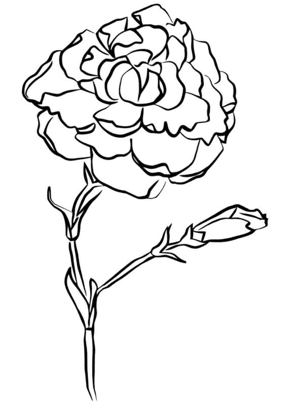 Гвоздика раскраска