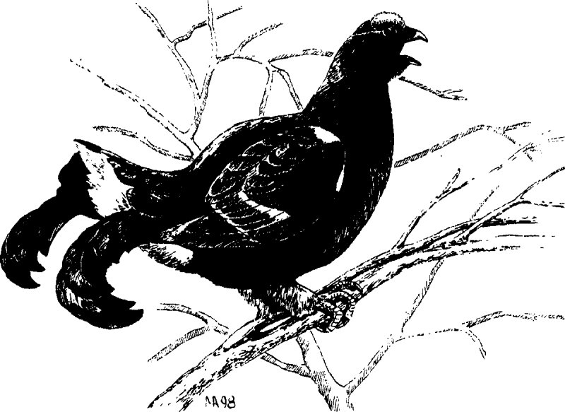 Тетерев Косач рисунок