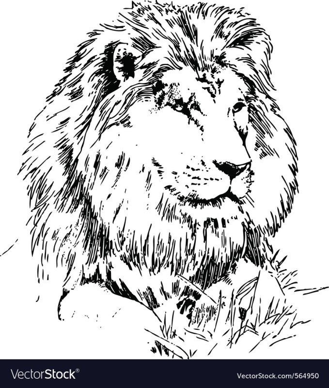 Лев рисунок