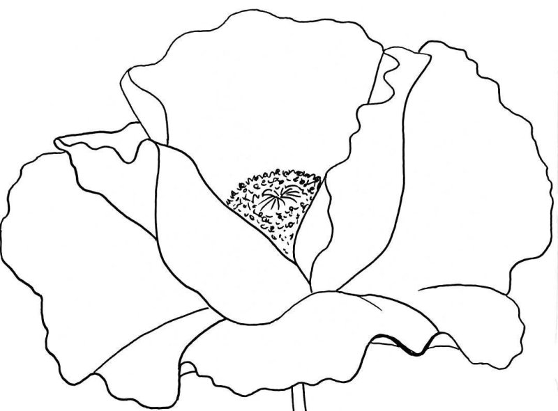 Мак самосейка рисунок