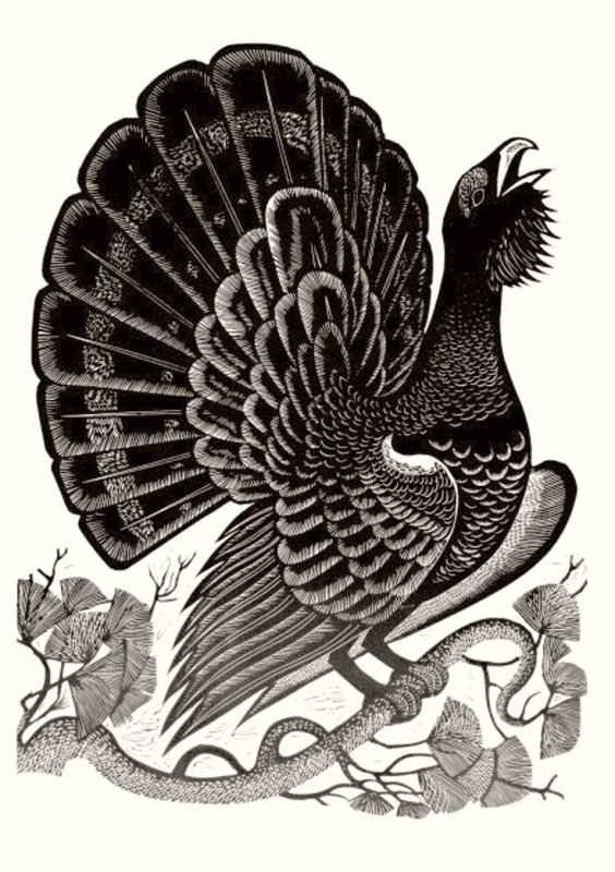 Гравюра Глухарь на току