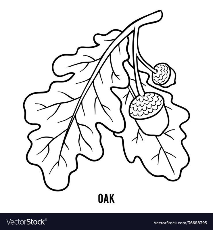 Дубовый лист раскраска для детей