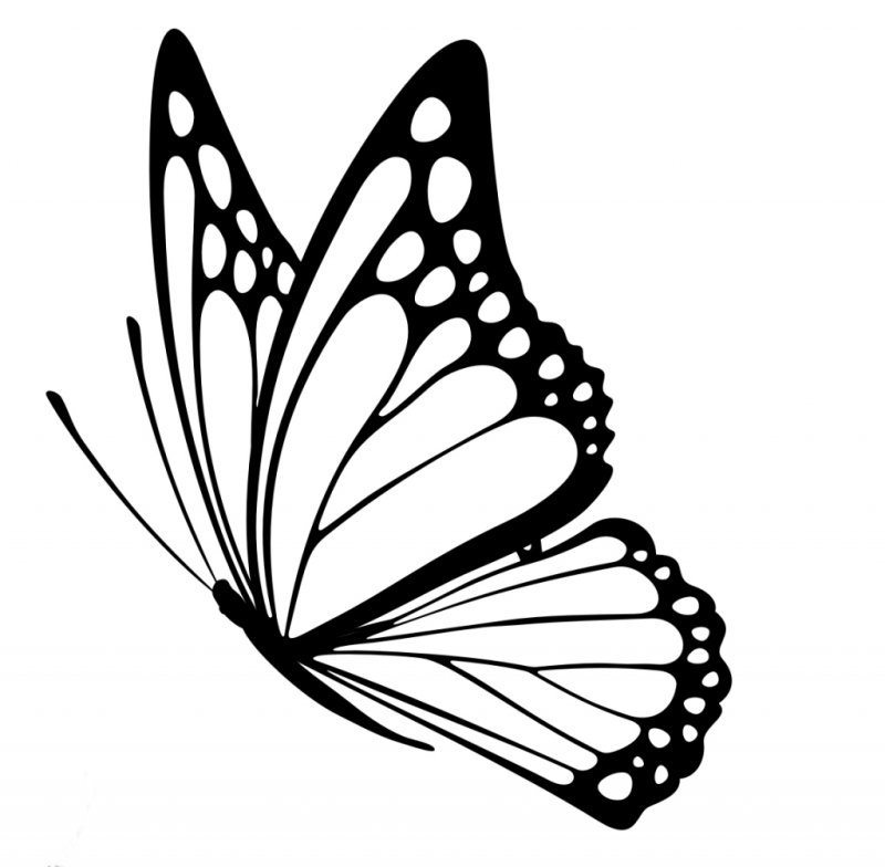 Бабочки картинки нарисованные