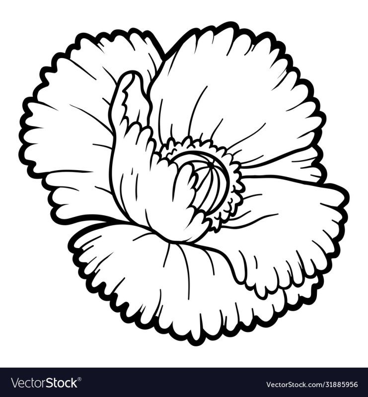 Маки раскраска для детей