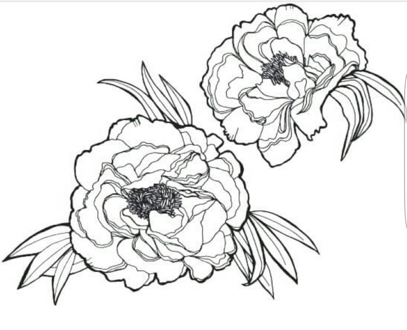 Пион тонколистный контур