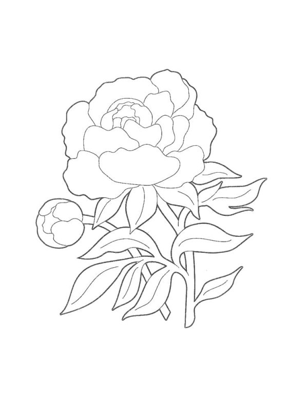 Пионы контур эскиз