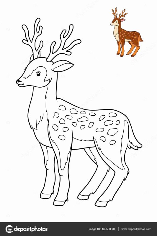 Пятнистый олень раскраска