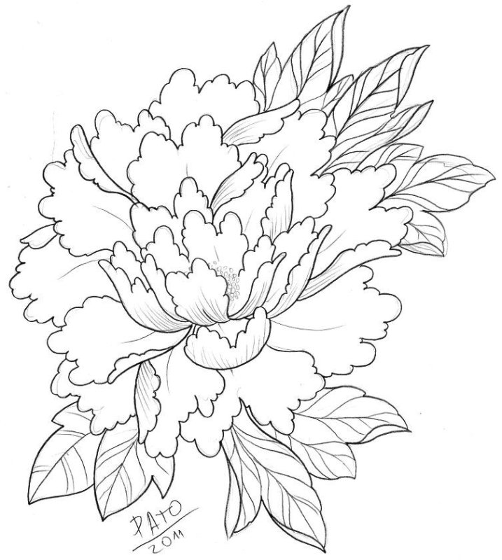 Пионы рисунок