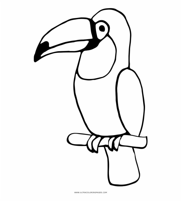 Раскраска попугай