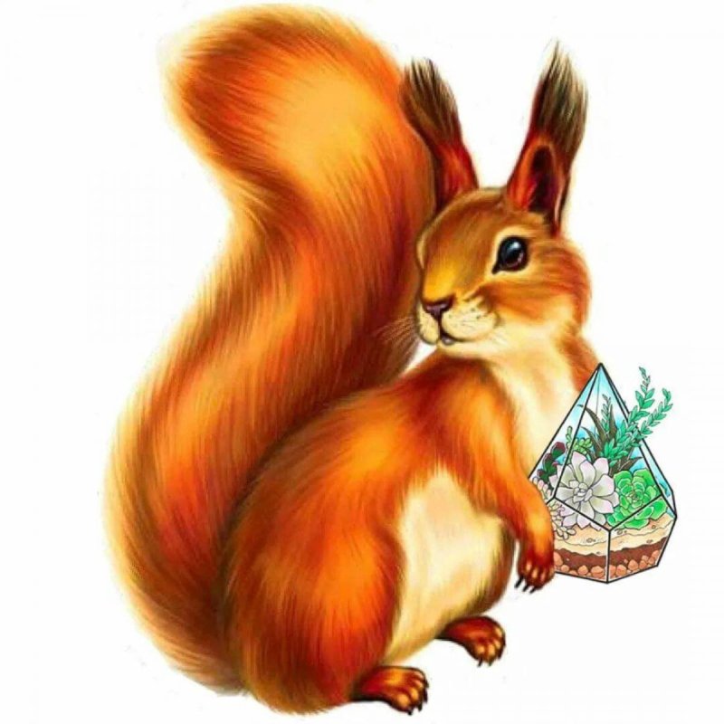Белка для дошкольников