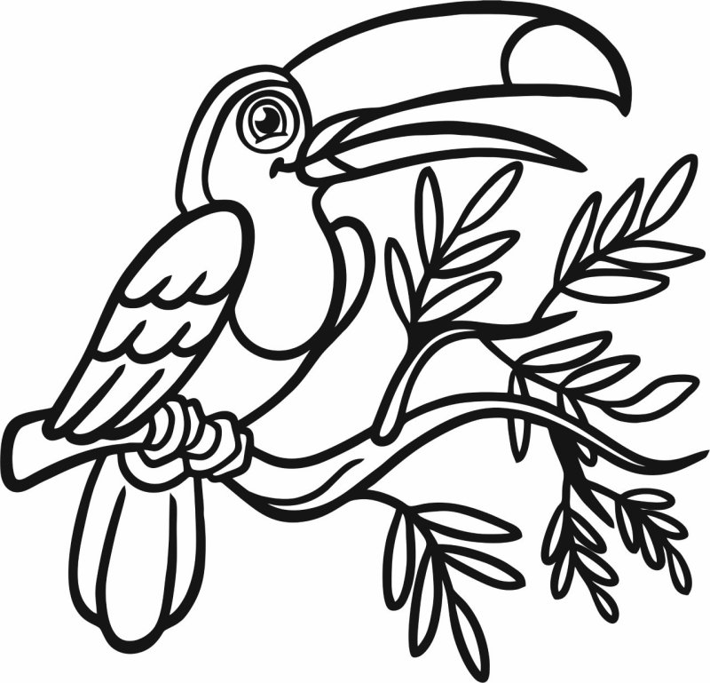 Тукан птица