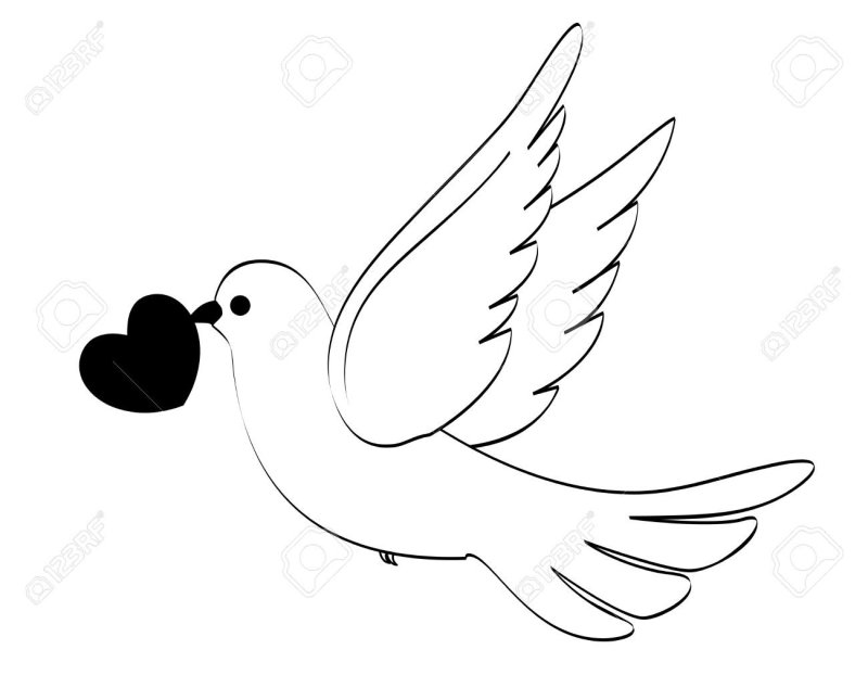 Рисунок голубя для срисовки
