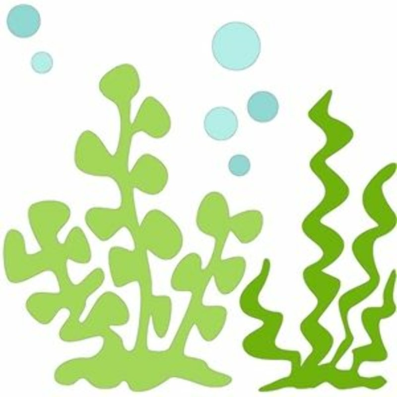 Водоросли для аппликации