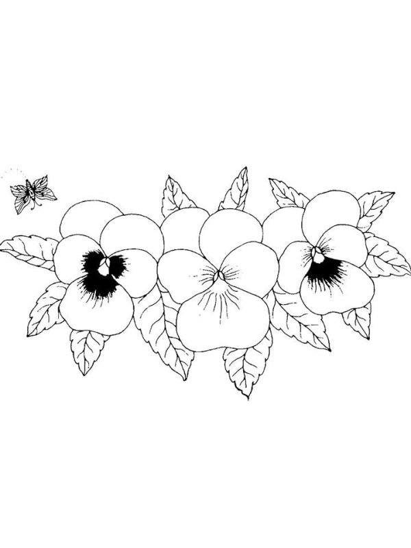 Раскраски цветов Анютины глазки