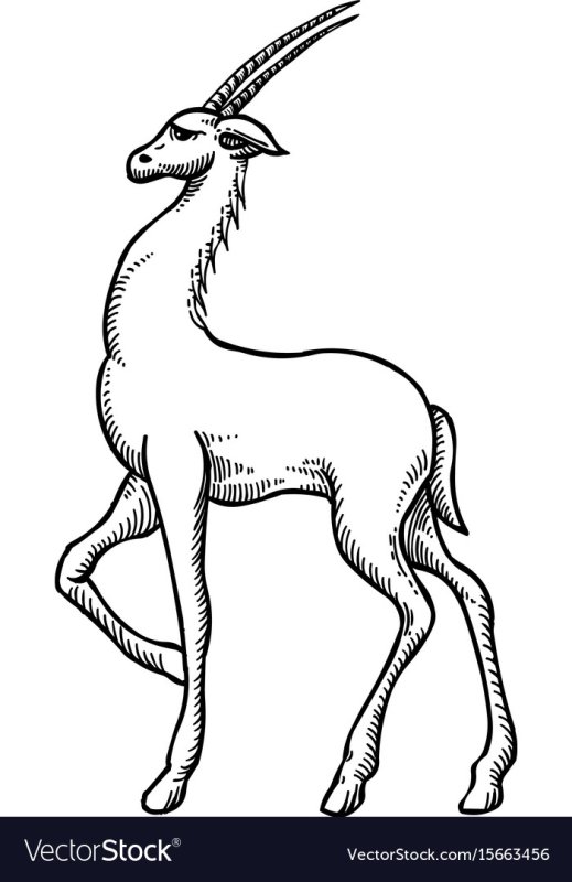 Антилопа раскраска