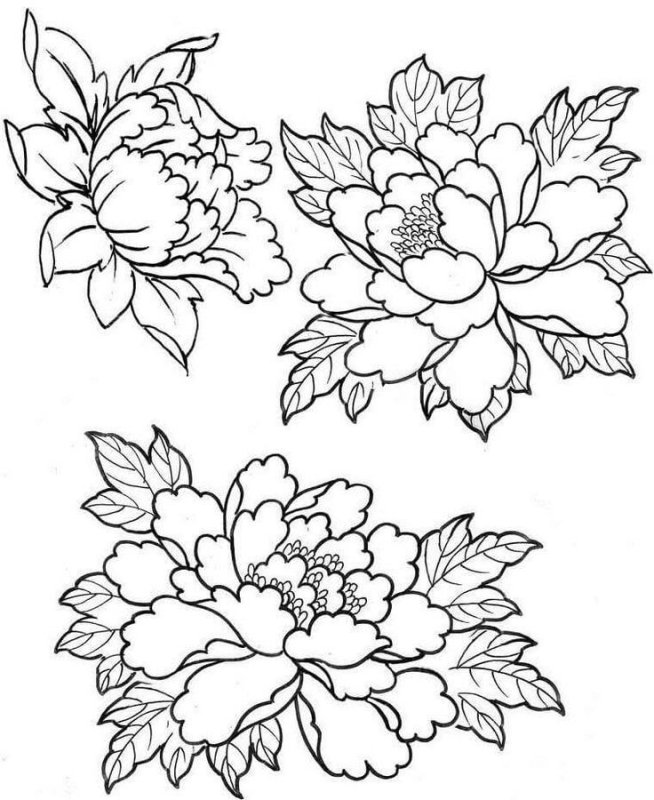 Эскизы цветов