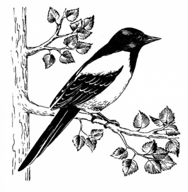 Птица черная с белым