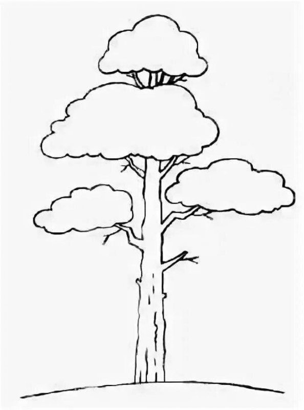 Сосна рисунок
