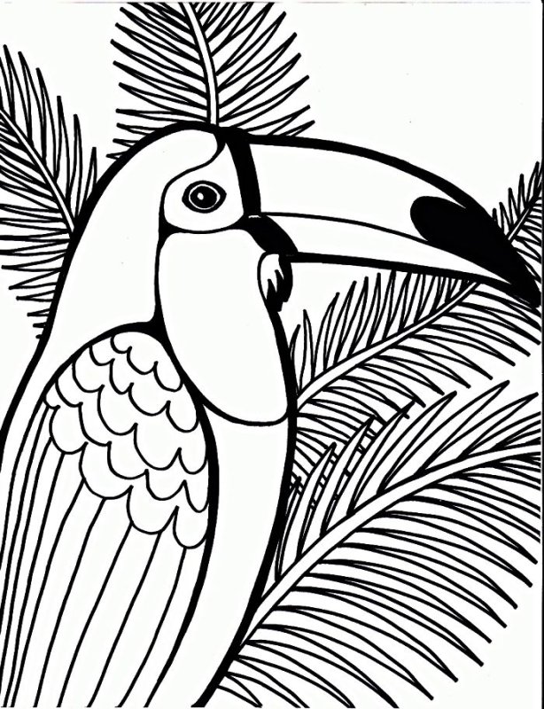 Птицы. Раскраска