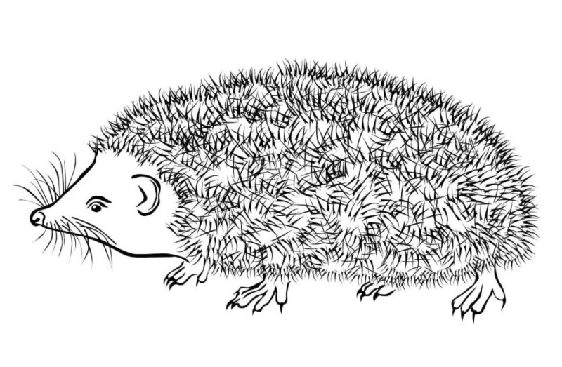 Рисунок ежика для раскрашивания
