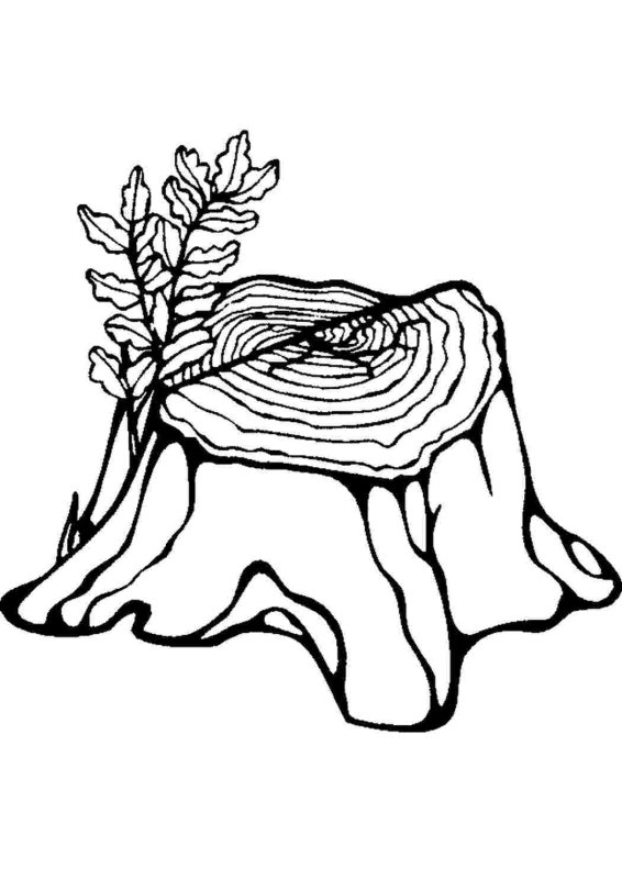 Рисунок пенька