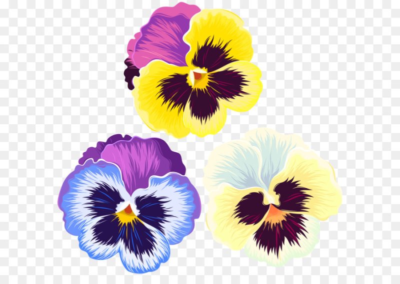 Виола Виттрока рисунок