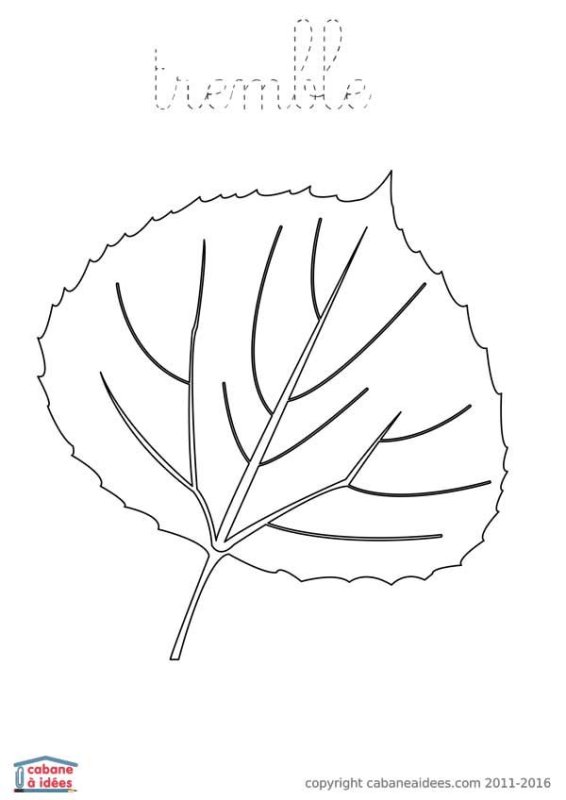 Контур листьев осины