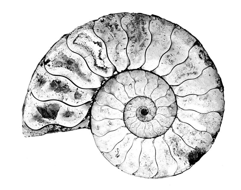 Лопастная линия аммонитов