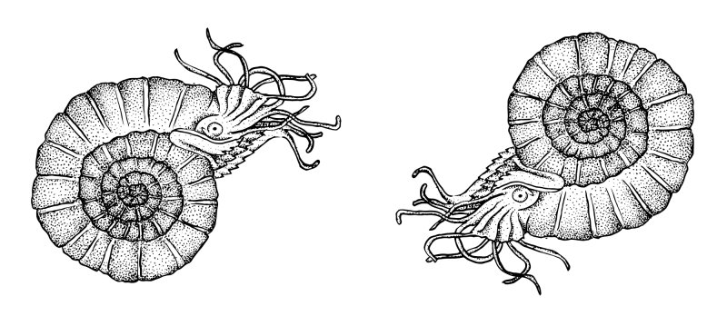Аммонит Наутилус