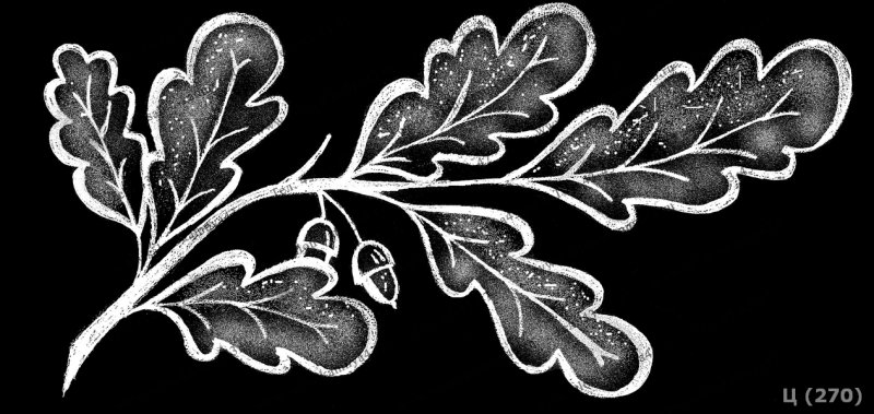 Дубовая ветка гравировка