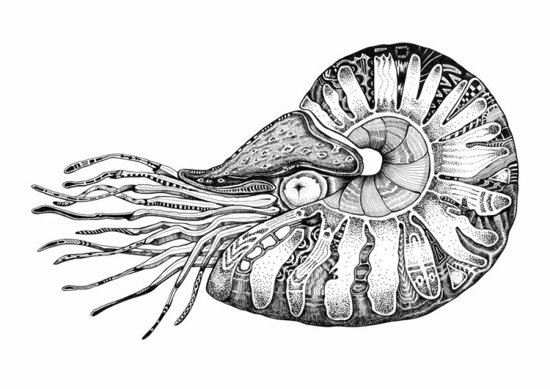 Головоногие моллюски Наутилус
