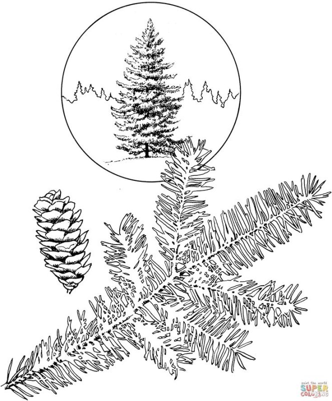 Ель раскраска