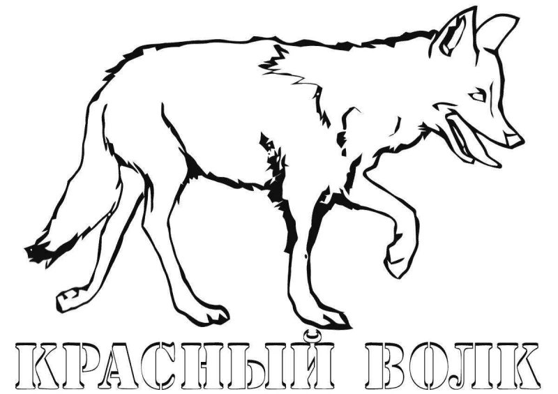 Раскраска волк