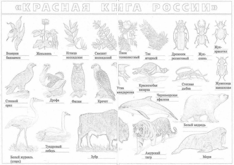 Животные красной книги раскраска