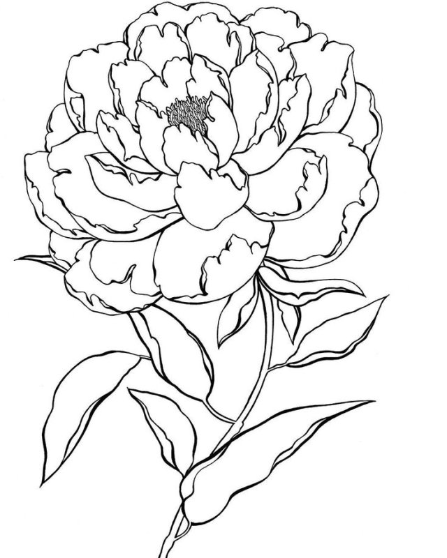 Пионы карандашом