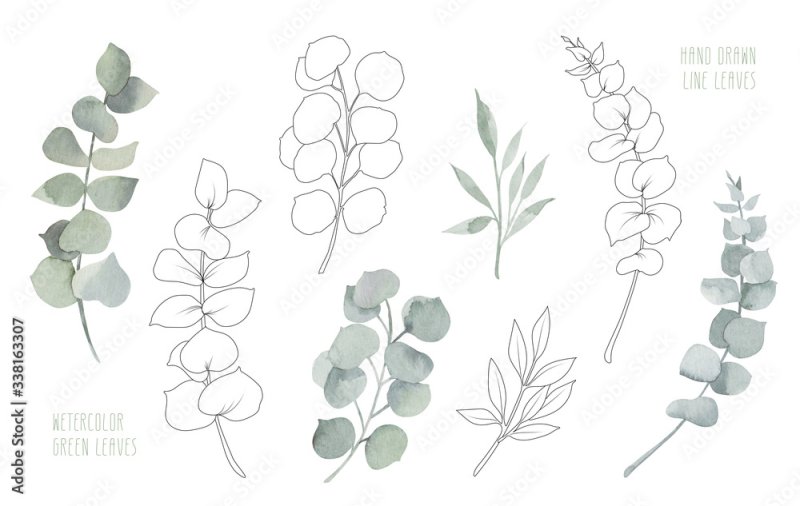 Веточка эвкалипта контур