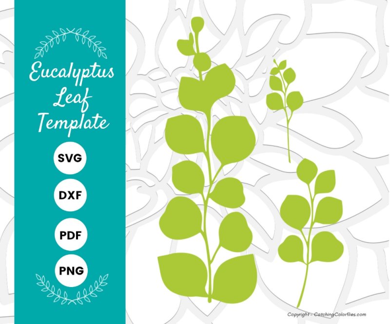 Эвкалипт лист